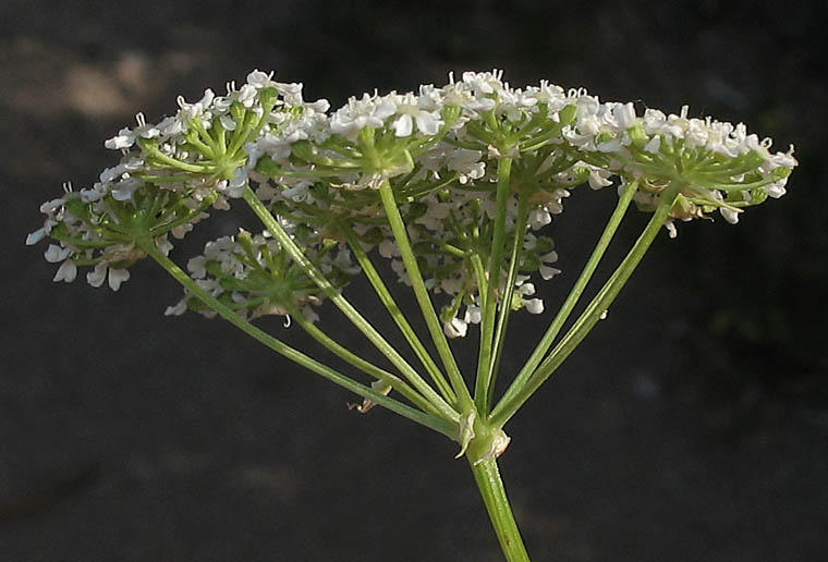 Detailed Picture 3 of Conium maculatum