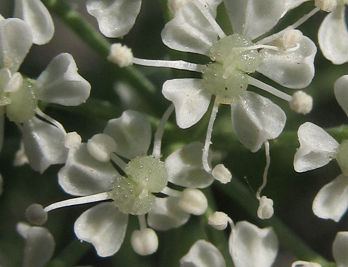 Detailed Picture 1 of Conium maculatum