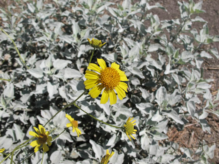 Detailed Picture 3 of Encelia farinosa