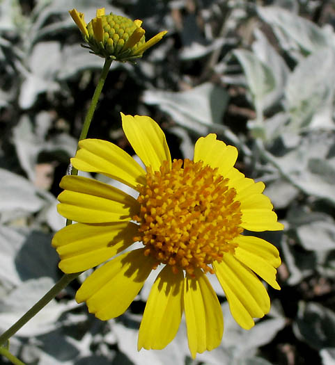 Detailed Picture 1 of Encelia farinosa