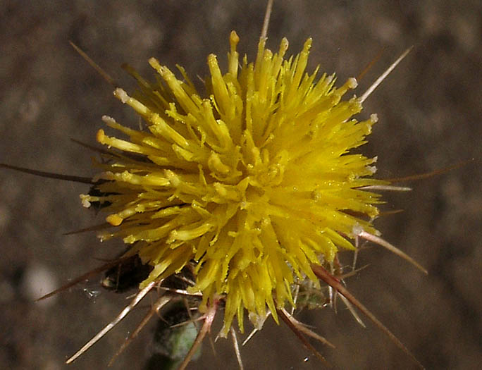 Detailed Picture 1 of Centaurea melitensis