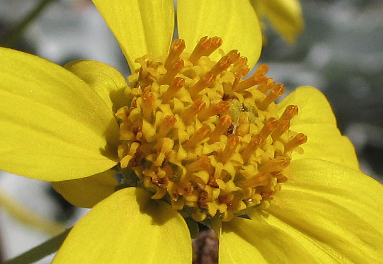 Detailed Picture 2 of Encelia farinosa