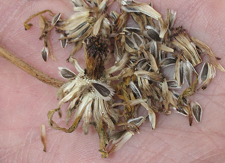 Detailed Picture 8 of Encelia californica