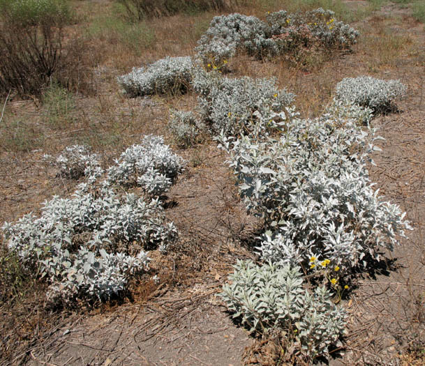 Detailed Picture 5 of Encelia farinosa