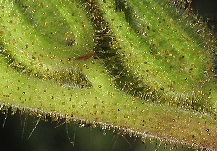 Detailed Picture 7 of Phacelia grandiflora