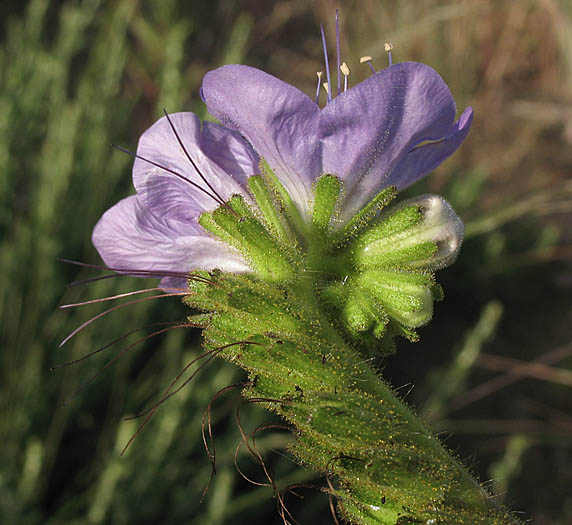 Detailed Picture 3 of Phacelia grandiflora