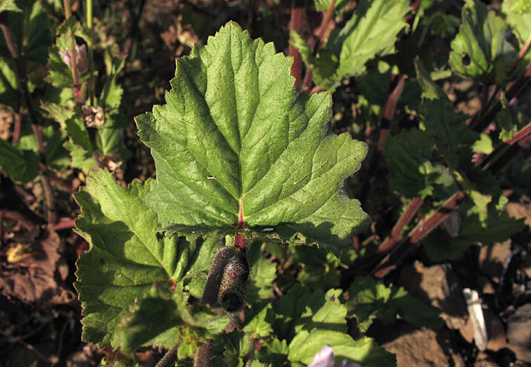 Detailed Picture 8 of Phacelia grandiflora