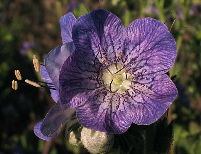 Detailed Picture 1 of Phacelia grandiflora