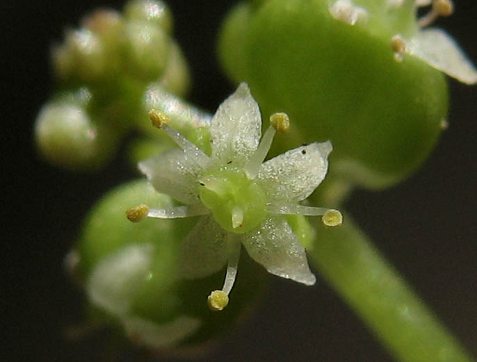 Detailed Picture 1 of Hydrocotyle verticillata