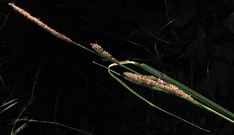 Detailed Picture 4 of Carex barbarae