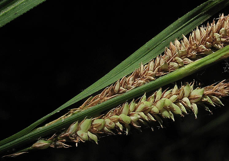 Detailed Picture 2 of Carex barbarae