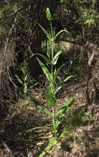 Detailed Picture 7 of Dipsacus fullonum