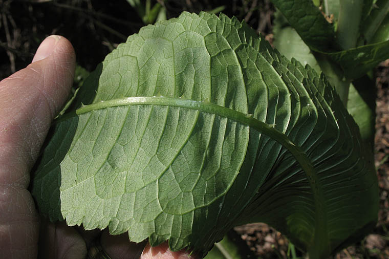 Detailed Picture 9 of Dipsacus fullonum