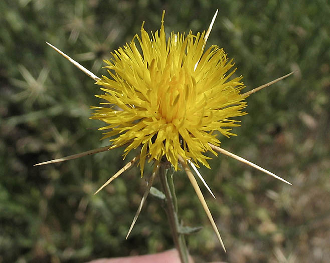 Detailed Picture 1 of Centaurea solstitialis