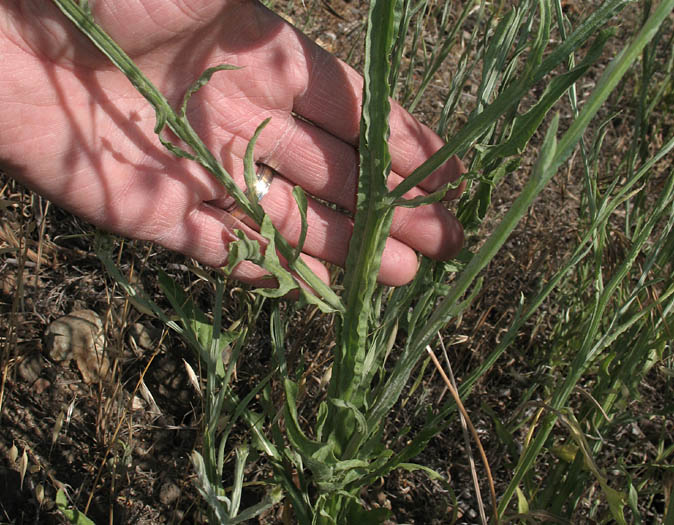 Detailed Picture 5 of Centaurea solstitialis