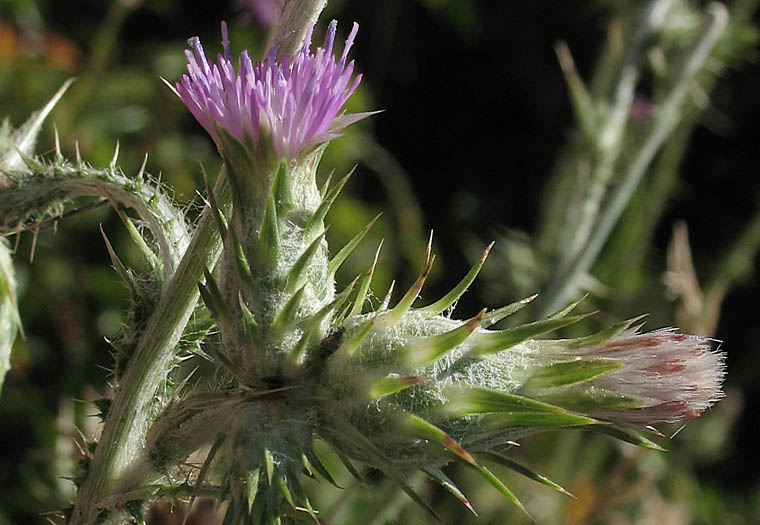 Detailed Picture 2 of Carduus pycnocephalus ssp. pycnocephalus