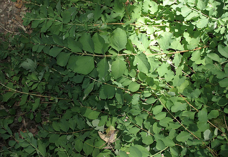 Detailed Picture 6 of Symphoricarpos mollis