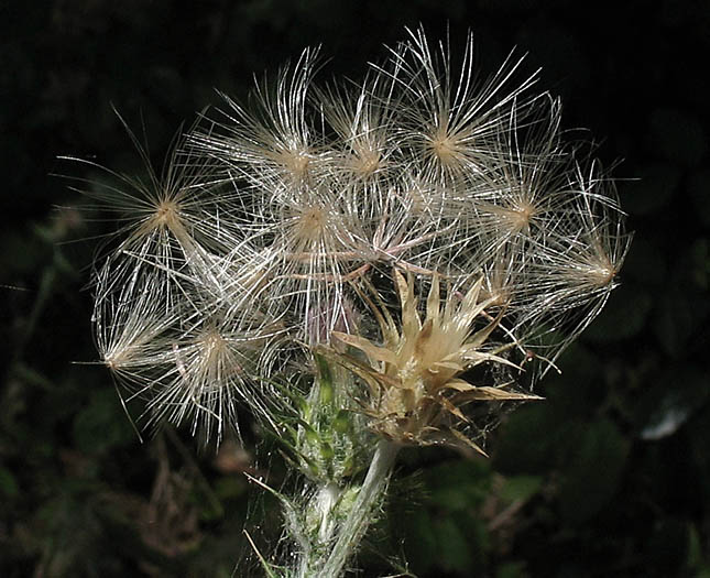 Detailed Picture 6 of Carduus pycnocephalus ssp. pycnocephalus