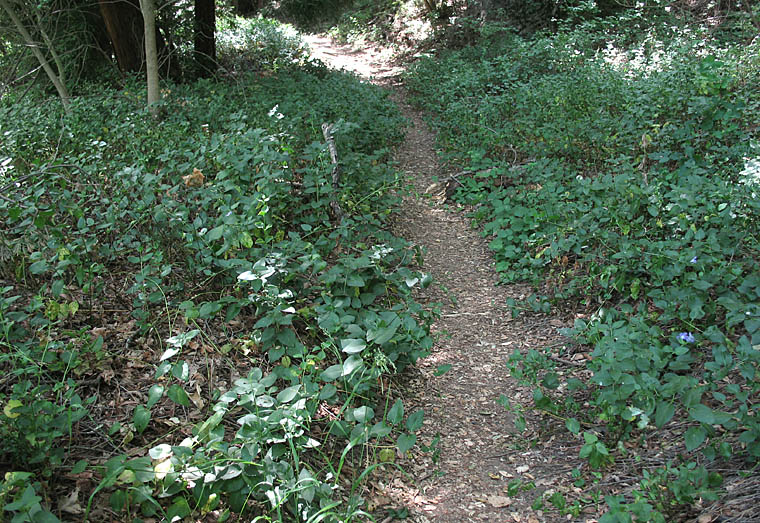 Detailed Picture 5 of Vinca major