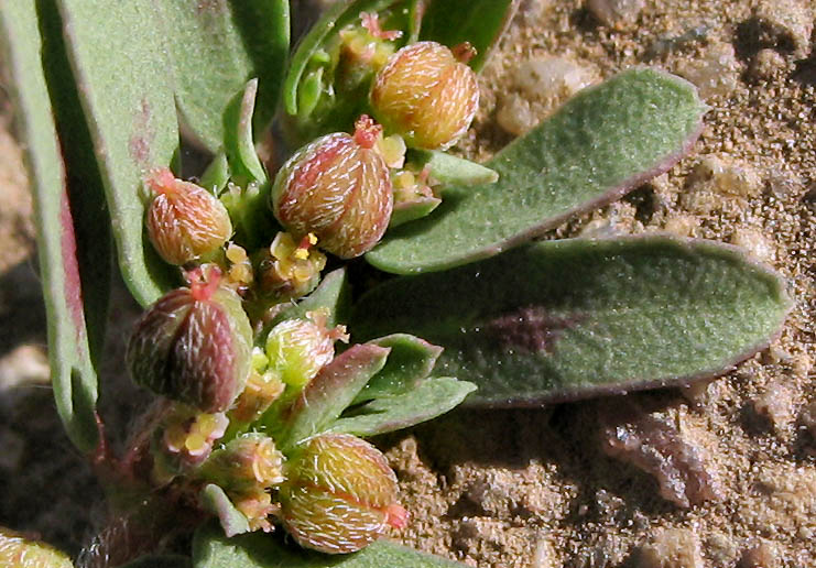 Detailed Picture 1 of Euphorbia maculata