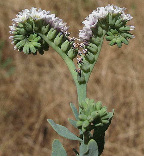 Detailed Picture 4 of Heliotropium curassavicum var. oculatum