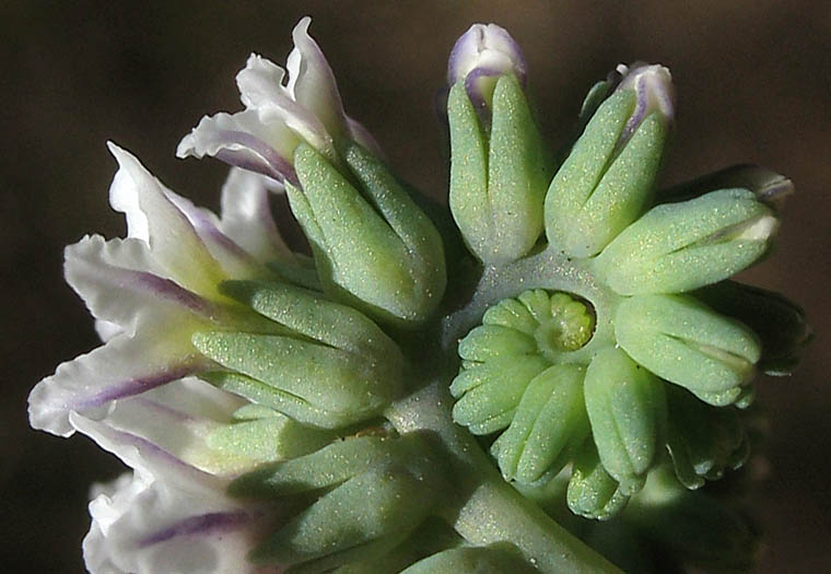 Detailed Picture 2 of Heliotropium curassavicum var. oculatum