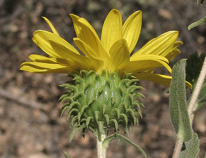 Detailed Picture 2 of Grindelia camporum