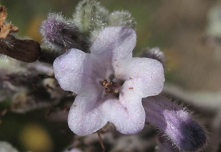 Detailed Picture 1 of Eriodictyon crassifolium var. nigrescens