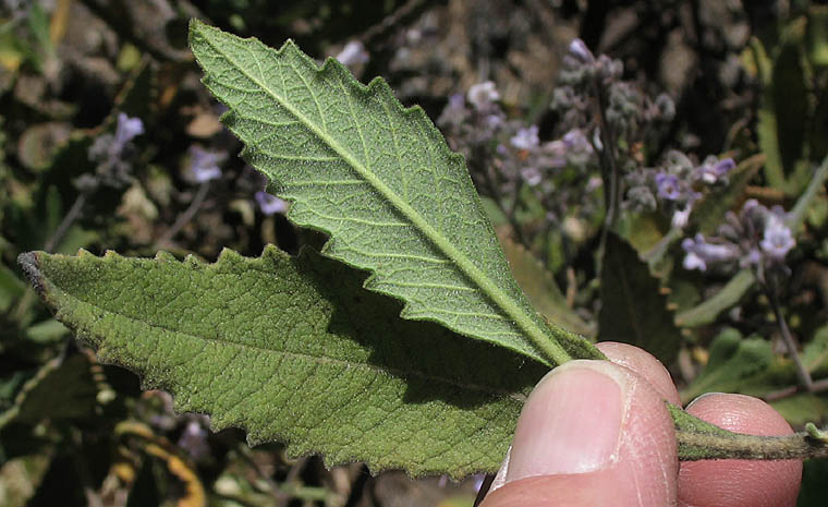 Detailed Picture 8 of Eriodictyon crassifolium var. nigrescens