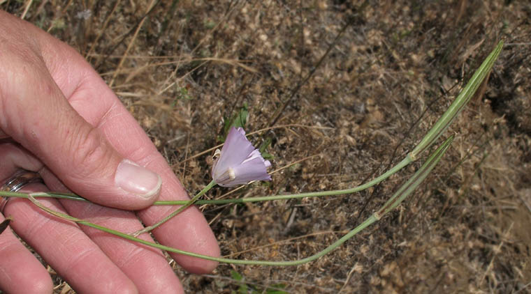 Detailed Picture 5 of Calochortus splendens