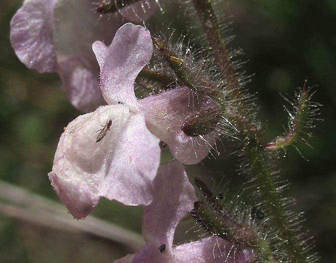 Detailed Picture 1 of Antirrhinum coulterianum