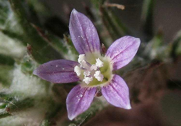 Detailed Picture 1 of Eriastrum filifolium