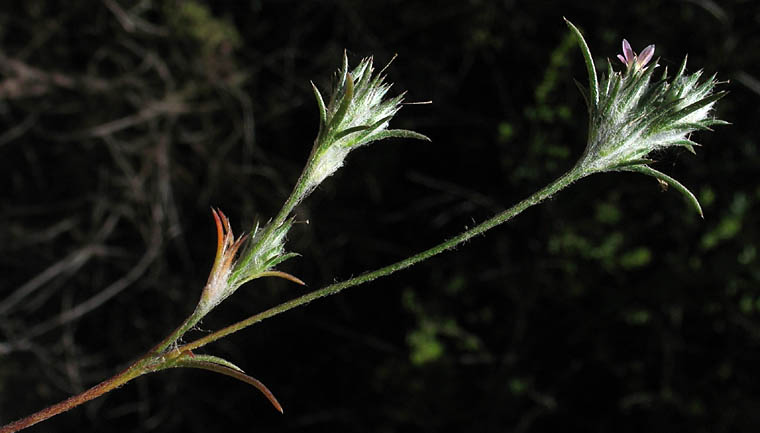 Detailed Picture 3 of Eriastrum filifolium