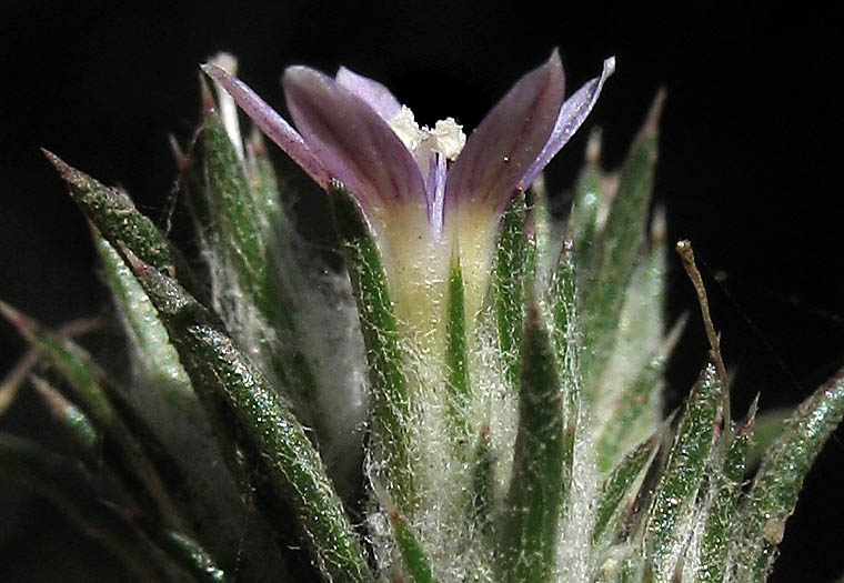 Detailed Picture 2 of Eriastrum filifolium