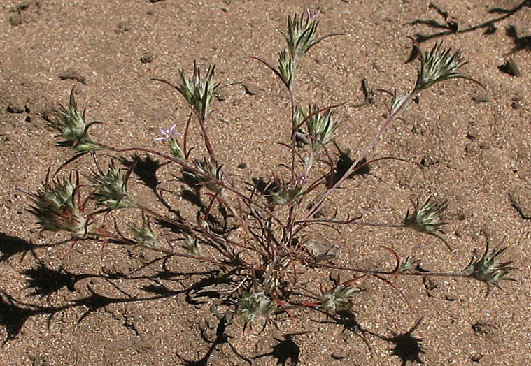 Detailed Picture 4 of Eriastrum filifolium