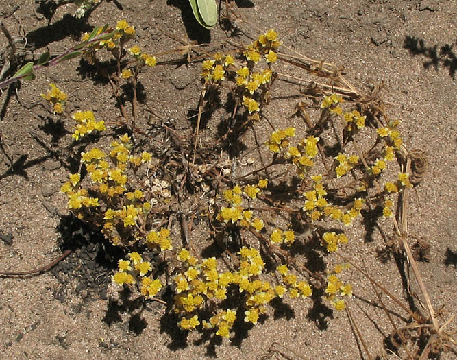 Detailed Picture 7 of Eriophyllum multicaule