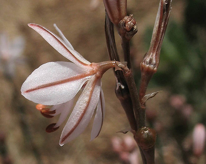 Detailed Picture 2 of Asphodelus fistulosus