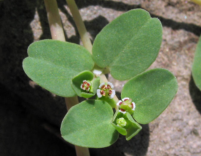 Detailed Picture 2 of Euphorbia serpens