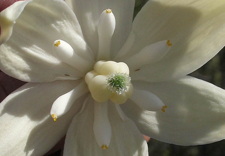 Detailed Picture 1 of Hesperoyucca whipplei