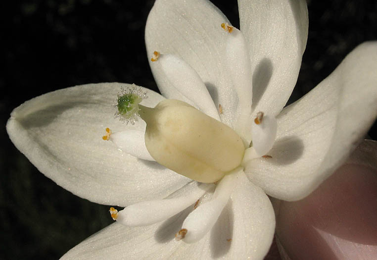 Detailed Picture 2 of Hesperoyucca whipplei