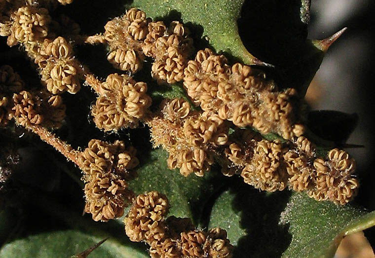 Detailed Picture 3 of Quercus palmeri