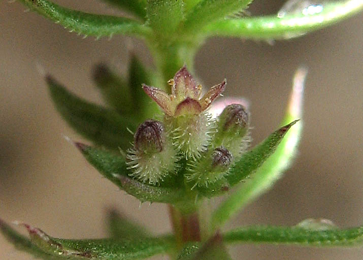 Detailed Picture 2 of Galium parisiense