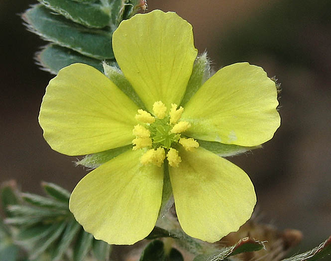 Detailed Picture 1 of Tribulus terrestris