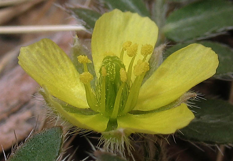 Detailed Picture 2 of Tribulus terrestris