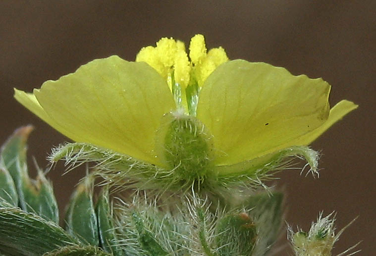 Detailed Picture 3 of Tribulus terrestris