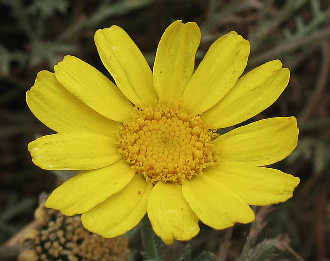 Detailed Picture 1 of Glebionis coronaria