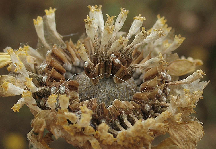 Detailed Picture 6 of Glebionis coronaria