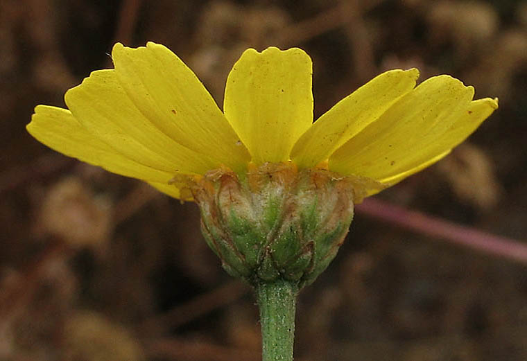 Detailed Picture 3 of Glebionis coronaria