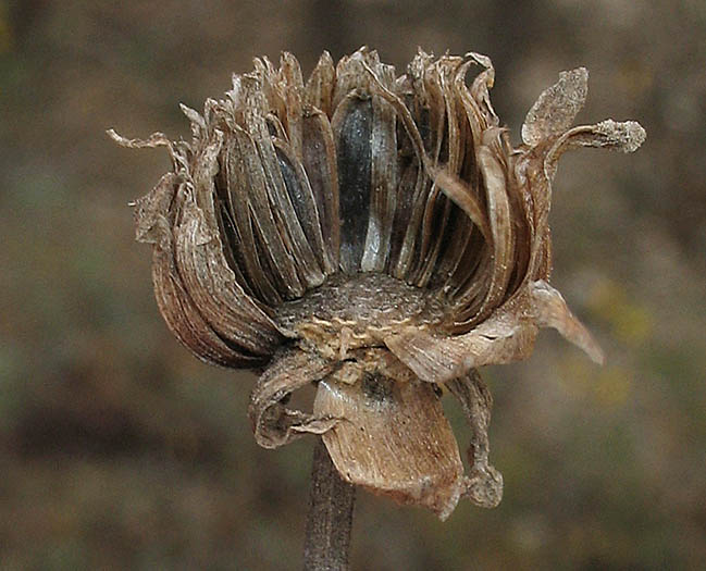 Detailed Picture 8 of Leptosyne gigantea