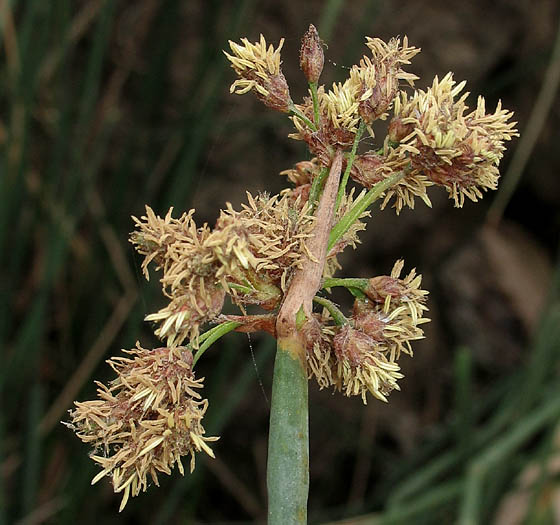 Detailed Picture 1 of Schoenoplectus acutus var. occidentalis